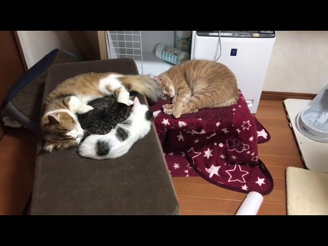 子猫を抱きしめて寝かしつける父猫が切ない