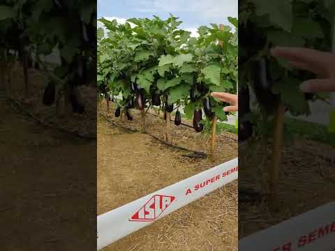 Vídeo: Variedades de berinjela japonesas: aprenda sobre o cultivo de berinjelas no Japão