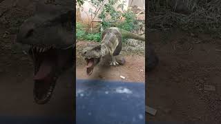 trendingshorts youtubeshorts funnyvideo funnyanimal funny animals animal