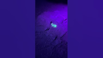 Fluorescerende schorpioenen vinden in de woestijn 