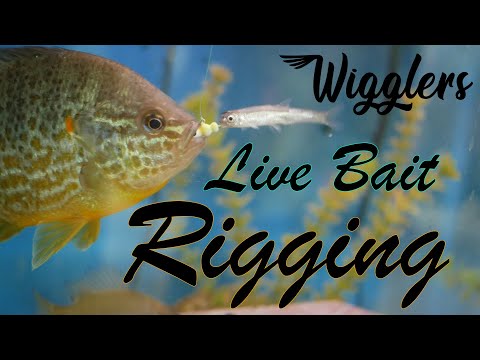 Live Bait Rigging  Wigglers 