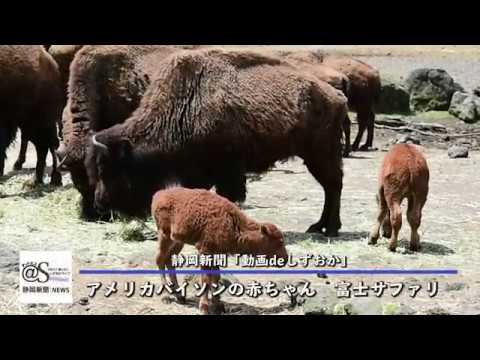 動画deしずおか アメリカバイソン赤ちゃんすくすく 富士サファリ 静岡新聞 アットエス Youtube