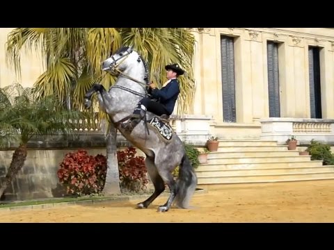 Video: Kuda Andalusia