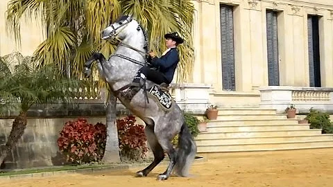 The Andalusian Horse - DayDayNews