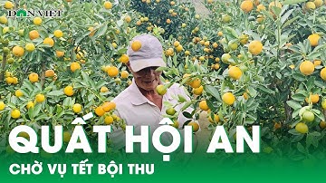 Thủ phủ quất cảnh Hội An mong chờ một vụ Tết bội thu | Dân Việt