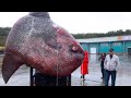 15 Abnormally Large Animals That Actually Exist #2