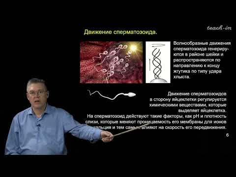 Дубынин В.А. - 100 часов школьной биологии - 2.14. Гаметогенез и оплодотворение.Эмбриогенез (начало)