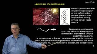картинка: Дубынин В.А. - 100 часов школьной биологии - 2.14. Гаметогенез и оплодотворение.Эмбриогенез (начало)