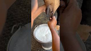 PLEASE SUBSCRIBE ME🔥✅#cow #farming #buffalo #trending #shortvideo #youtubevideo #explore #viral