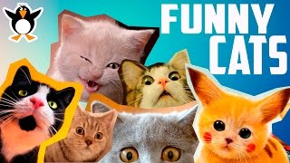 Подборка котов! Funny cats, Смешные коты!!! Прикольные, ржачные, веселые котики, кошки, котята. Подборка котов! Funny cats, Смешные коты!!! Прикольные, ржачные, веселые котики, кошки, котята.