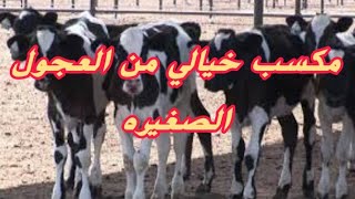 #مشروع تربية العجول الصغيره ورباح خياليه