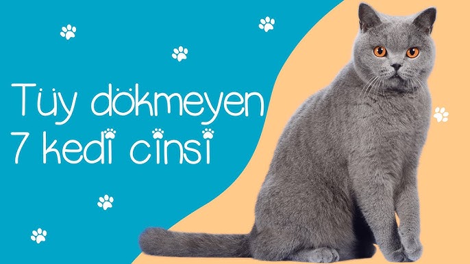 7 Ender Az Bulunan Kedi Irki Youtube