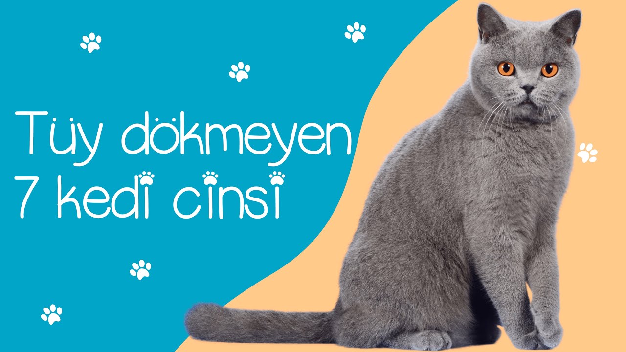 Tuy Dokmeyen 7 Kedi Cinsi Miyavliyo