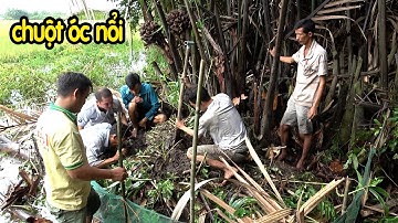 SĂN BẮT CHUỘT ĐÁM LÁ HOANG KHÔNG NGỜ CHUỘT NHIỀU ĐẾN VẬY/CATCH THE MOUSE/SĂN BẮT MIỀN TÂY