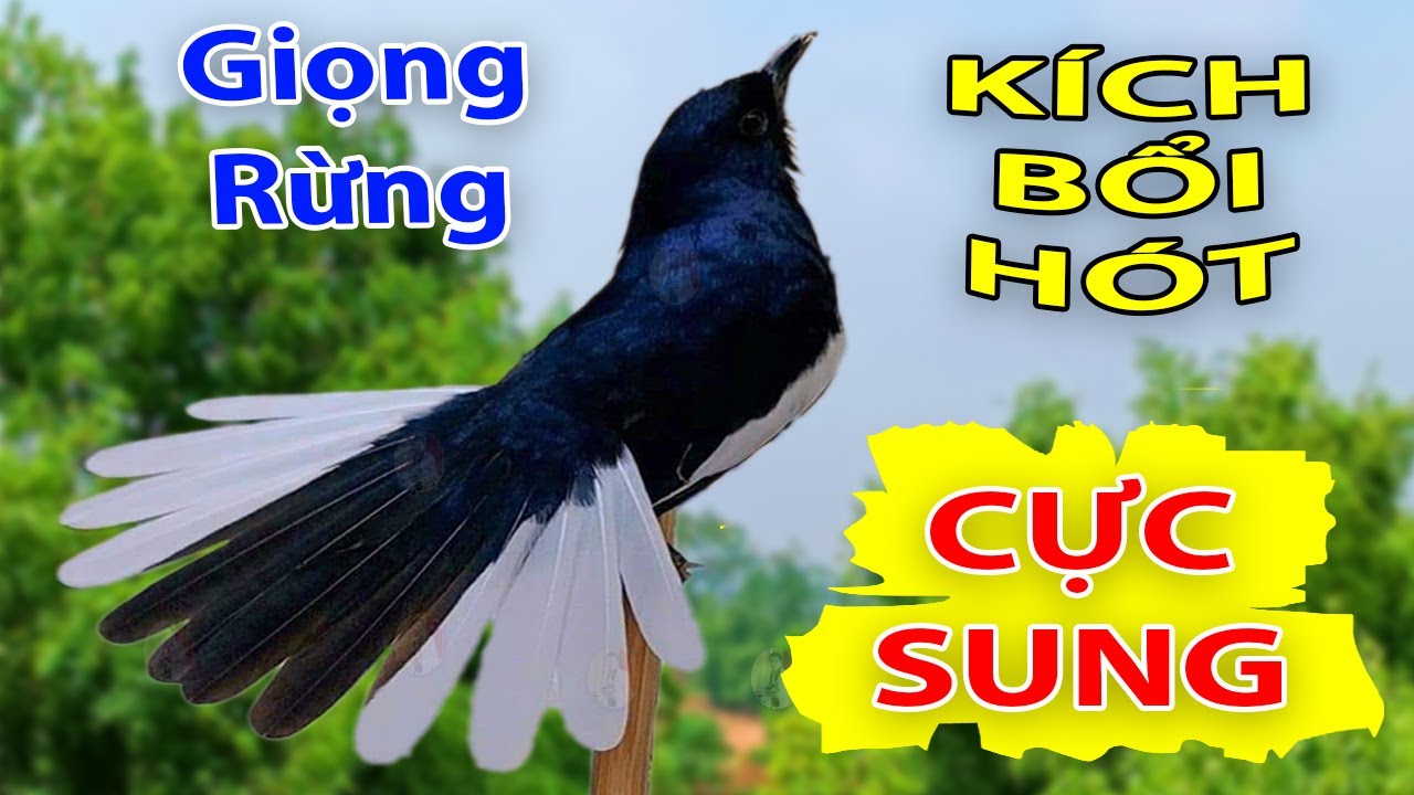 Choè than mồi hót réo kích bổi ức chế đấu lại | Chòe than hót giọng rừng cực phê 