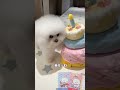 四喜生日场直播定在5号下午6点开始 姨姨们记得点提醒 时间过的太快了 一眨眼我的四喜丸子都5岁了 希望时间慢一点在慢一点我的宝宝可以快乐的健康长大 通知 生日直播提前放在5号了下午6点不见不散 比 四喜生日场直播定在5号下午6点开始 姨姨们记得点提醒 时间过的太快了 一眨眼我的四喜丸子都5岁了 希望时间慢一点在慢一点我的宝宝可以快乐的健康长大 通知 生日直播提前放在5号了下午6点不见不散 比
