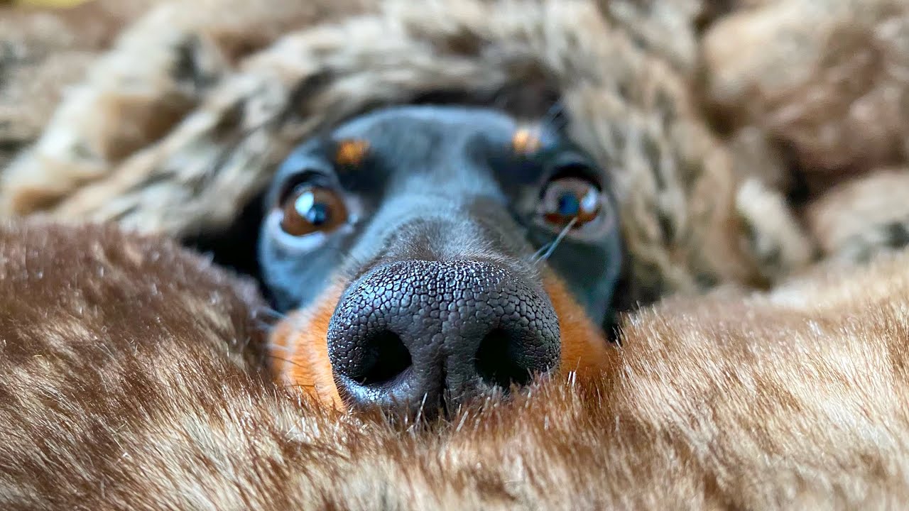 A cold day, Dachshunds hide under a blanket. YouTube