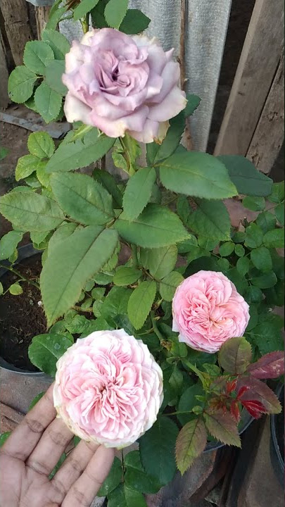 Mawar Import Charming Piano ~ Dolcetto Rose