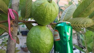 Como Produzir Frutas Grandes em Vasos