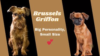 🐾 Brussels Griffon Bliss: Unveiling The Big Personality Of This Adorable Toy Breed! 🐩💕