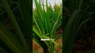 desh rangeela #khetibadi#kisaan #gannakheti #sugarcane #crop #ganna #shorts