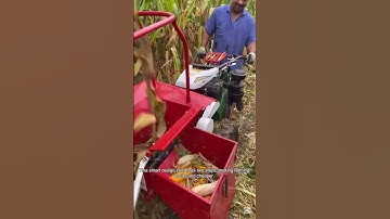 Efficient Corn Harvesting One Machine Two Jobs-Good tools and machinery can increase work efficiency