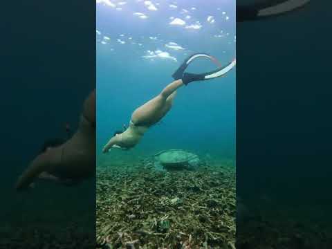 Swimming with Sea