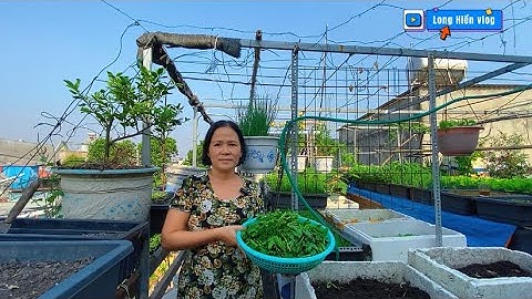 Chia sẻ cách trồng rau tần ô (cải cúc) trên vườn sân thượng