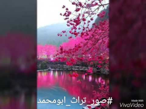 شيله عز الرفيق قناه ابومحمد