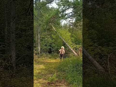 Tamarack Tree logging