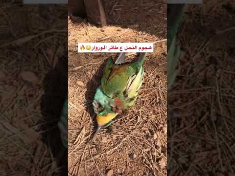 طائر الوروار ياكل تقريبا ٥٠٠ نحلة في اليوم اكسبلور هجوم النحل علي طائر الوروار ترند عسل