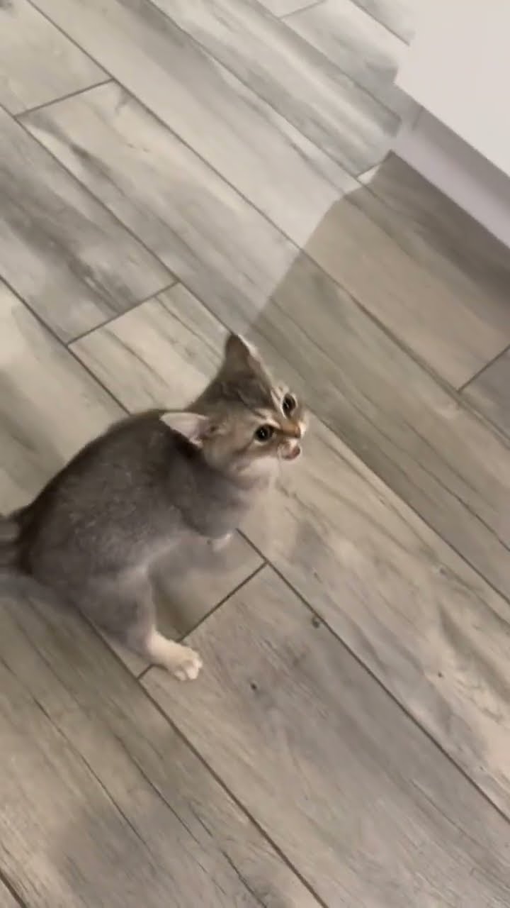 C magnifique vidéo chat