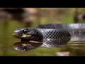 SERPIENTE NEGRA ALIMENTÁNDOSE 