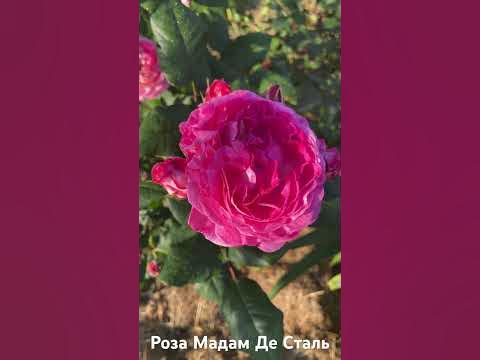 Роза Мадам Де Сталь/rose M-me de Stael #розарий #садоводство #цветы # ...