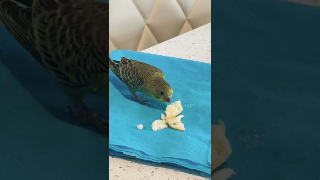 My baby budgie eating fried eggs! He’s so cute! Budgies are the cutest