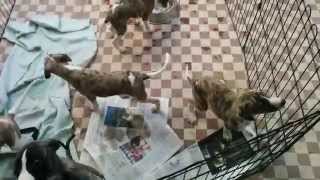 Whippet Puppies 50 Days