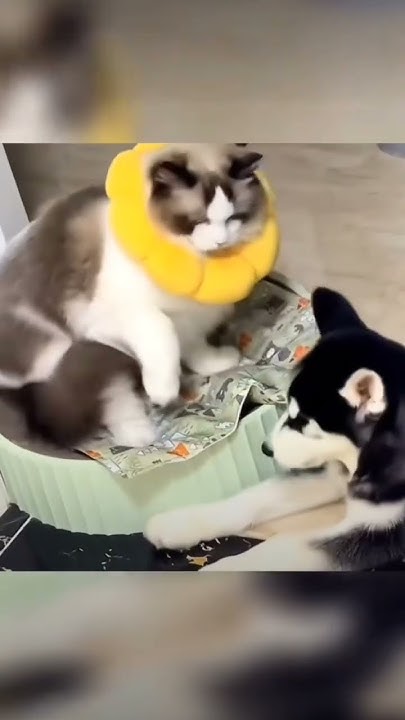 #котики - YouTube