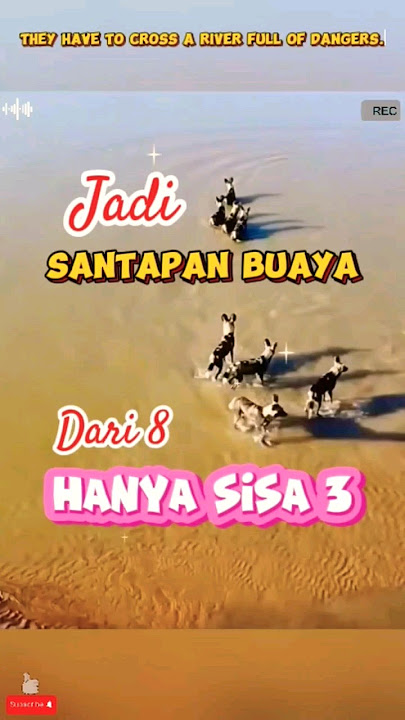 anjing liar afrika vs buaya #animals #crocodile #shorts #wildlife #hewan #predator #feedshorts