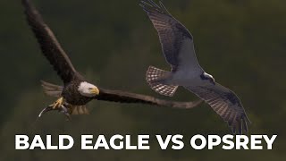 Bald Eagles Bully Ospreys at the Conwingo Dam - Spring