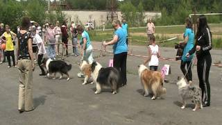 Моно колли - Конкурс "Лучшая молодая собака" 2011 г. Моно колли - Конкурс "Лучшая молодая собака" 2011 г.