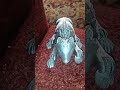 щас короче серию пса посмотрю что идёт там где гнездилов оглох и пойду купаться в бассейн щас короче серию пса посмотрю что идёт там где гнездилов оглох и пойду купаться в бассейн