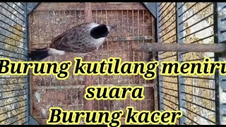 Burung kutilang meniru suara Burung Kacer dan cara perawatanya