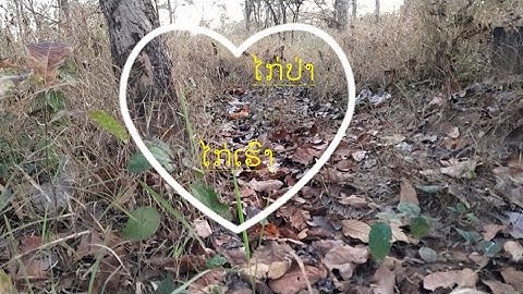 ต่อไก่ป่า Dib qaib tuaj zoo heev 17-01-2023