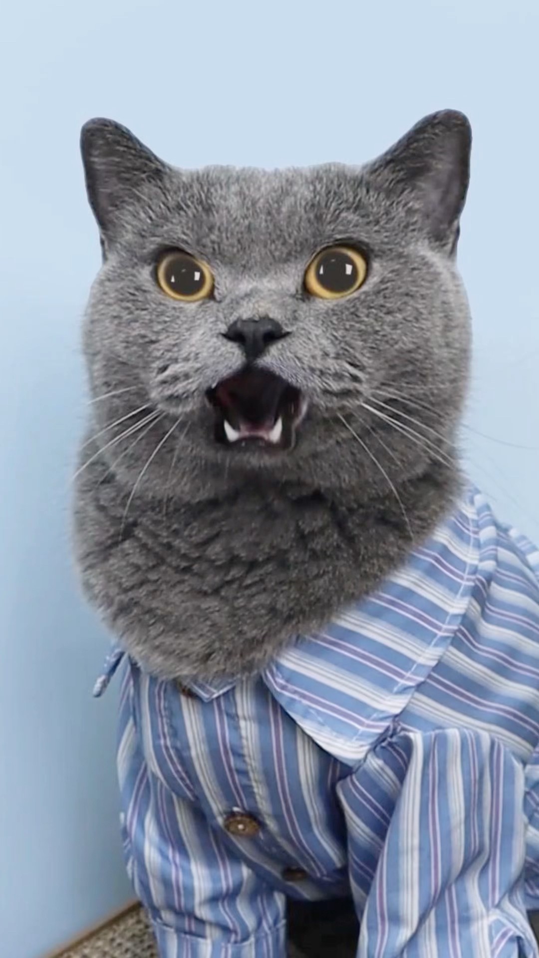 ?Let's Sing With This Shiny Cool Little Tool!?✨ #funnycat #catmemes #trending