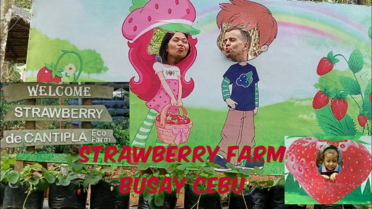 Cebu Tourist| Strawberry Farm Cantipla Cebu| Cebu Tourist Spot