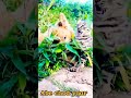 Cute cat funnycute dog funny shorts