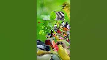 MP3 Pikat Burcil Ribut ❗ Burung Kecil Auto Turun#suarapikatampuh #birds #pikat #pikatburungliar