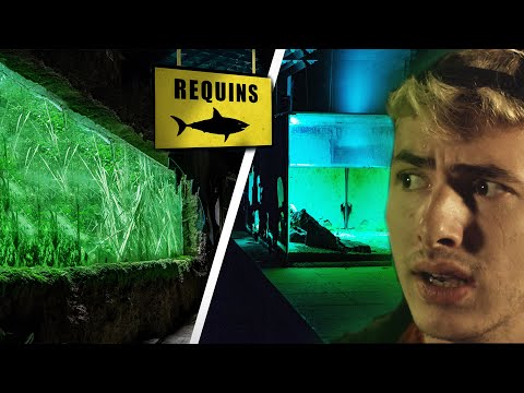 Vidéo: Je Veux Un Aquarium. Partie 2