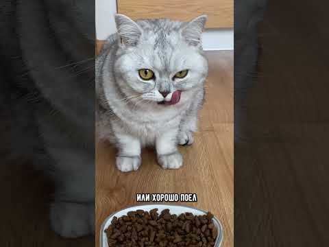 Почему твоя кошка не любит вычесывание и как это исправить #кот #котики #коты