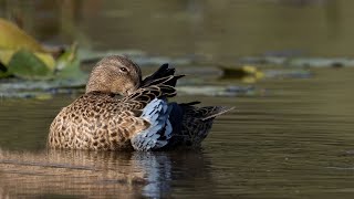 Sarcelles à ailes bleues et vertes / Blue-winged Teal and Green-winged Teal